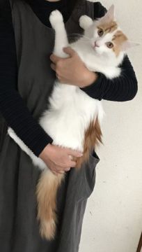 メインクーン【岐阜県・男の子・2018年4月11日・レッド&ホワイト】の写真「大型猫！ビッグに育ち中！可愛いお顔の綺麗な八割君！」