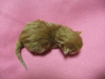 メインクーン【岐阜県・女の子・2017年1月28日・レッドタビー】の写真「大型猫メインクーンの赤ちゃん！ぶっとび～成長中！！」