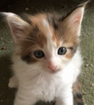 メインクーン【岐阜県・女の子・2020年6月2日・キャリコ】の写真「大型猫‼️可愛い💕可愛い💕キャリコちゃん❣️」