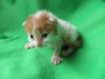 メインクーン【岐阜県・男の子・2017年5月12日・レッド&ホワイト】の写真「大型猫メインクーンのイケニャン君！！！」