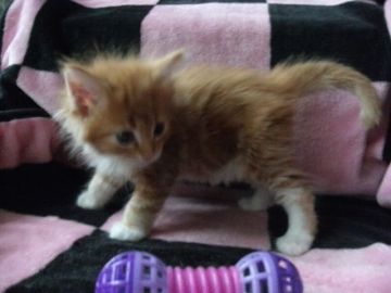 メインクーン【岐阜県・女の子・2017年5月12日・レッドタビー&ホワイト】の写真「大型猫メインクーン！定番人気色！！！」