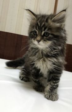 メインクーン【岐阜県・男の子・2018年11月16日・ブラウンタビー】の写真「大型猫！人気毛色男子！予約特典有！」