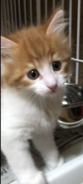 メインクーン【岐阜県・男の子・2020年5月17日・レッドタビー&ホワイト】の写真「大型猫‼️可愛いお顔の💕僕です❣️❣️」