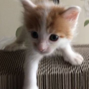 メインクーン【岐阜県・男の子・2020年8月8日・レッドタビー&ホワイト】の写真「大型猫‼️キューティーボーイ❣️成長早❣️」
