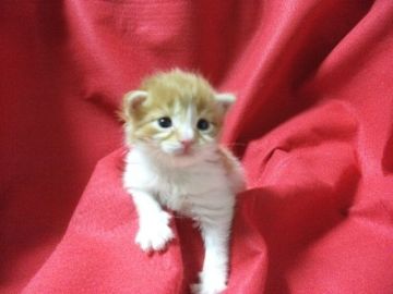 メインクーン【岐阜県・女の子・2017年4月30日・レッド&ホワイト（ロング）】の写真「大型猫メインクーン！可愛さ100％！大きく成長中♪」