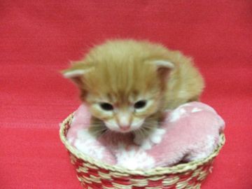 メインクーン【岐阜県・女の子・2017年1月28日・レッドタビー&ホワイト】の写真「大型猫、人気毛色の美猫赤ちゃん！ぶっとび～成長中！」