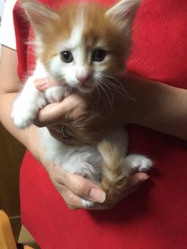 メインクーン【岐阜県・女の子・2017年5月12日・レッド&ホワイト】の写真「大型猫のぶっとびー成長娘！！！」