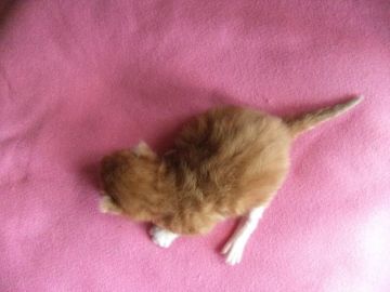 メインクーン【岐阜県・女の子・2017年1月28日・レッドタビー&ホワイト】の写真「大型猫メインクーンの赤ちゃん！ぶっとび～成長中！！」