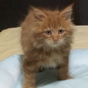 メインクーン【岐阜県・男の子・2023年9月3日・レッドタビー】の写真「大型猫❣️茶トラのメチャ可愛いの僕❤️」