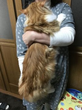 メインクーン【岐阜県・男の子・2017年4月30日・レッドタビー&ホワイト（ロング）】の写真「思った以上に成長中！！抱っこ大好きイチャイチャ派！」