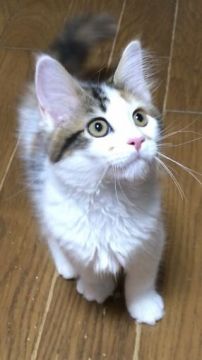 メインクーン【岐阜県・女の子・2020年3月28日・キャリコ】の写真「大型猫‼️可愛い💕懐っこい💕キャリコ姫❣️」