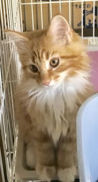 メインクーン【岐阜県・男の子・2018年9月3日・レッドタビー&ホワイト】の写真「大型猫！！！秘蔵っ子！！！超甘えん坊！！！」