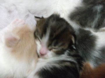 メインクーン【岐阜県・男の子・2017年1月28日・ブラウンタビー&ホワイト】の写真「大型猫メインクーンの赤ちゃん！ぶっとび～成長中！！」