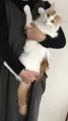 メインクーン【岐阜県・男の子・2018年4月11日・レッド&ホワイト】の写真1「10月17日撮影　大きい〜重たい〜男前〜の僕です」