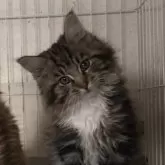 メインクーン【岐阜県・男の子・2023年10月23日・ブラウンタビーアンドホワイト】の写真1