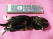 メインクーン【岐阜県・女の子・2016年8月13日・ブラウンパッチドタビー&ホワイト】の写真1「８月２4日撮影　日に日に大きく成長。」