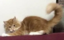 メインクーン【岐阜県・男の子・2021年8月20日・レッドタビーアンドホワイト】の写真1「元気一杯❤️❤️❤️甘々大王〜❤️」