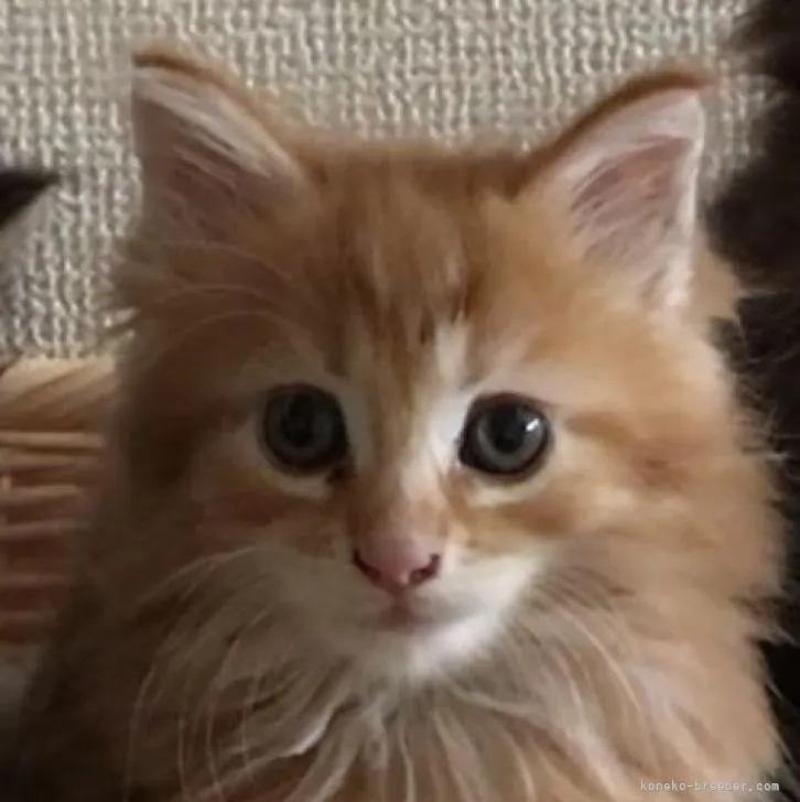 ID:2210-00857の子猫