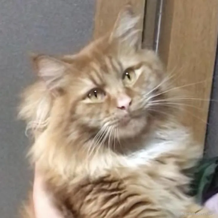 のむちゃん 様のお迎えした子猫