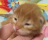 メインクーン【岐阜県・男の子・2016年2月17日・レッドタビー&ホワイト】の写真2「お目目が開いたばかりの頃・・・」