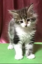 メインクーン【岐阜県・男の子・2019年4月5日・ブラウンタビー&ホワイト】の写真2