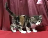 メインクーン【岐阜県・女の子・2019年4月5日・キャリコ】の写真2