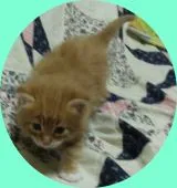 メインクーン【岐阜県・男の子・2016年2月17日・レッドタビー&ホワイト】の写真3「背中の柄です。」