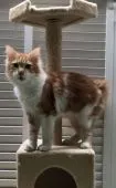 メインクーン【岐阜県・男の子・2019年4月5日・レッドタビー&ホワイト】の写真3「抱っこも出来性格良いです‼️」