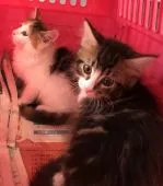 メインクーン【岐阜県・男の子・2020年6月2日・ブラウンタビー&ホワイト】の写真4