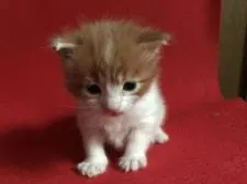 メインクーン【岐阜県・女の子・2018年3月5日・レッド&ホワイト】の写真4「3/25　撮影」