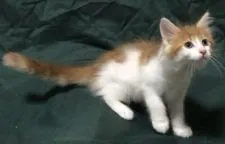 メインクーン【岐阜県・女の子・2019年7月15日・レッドタビー&ホワイト】の写真4「尻尾も長く立派‼️」