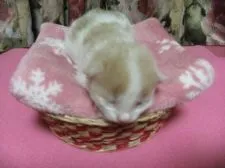 メインクーン【岐阜県・女の子・2017年1月28日・レッド&ホワイト】の写真4「２/4(生後7日目）撮影　綺麗な八割れ美猫ちゃん間違い無し！！！」