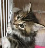 メインクーン【岐阜県・女の子・2020年3月28日・ブラウンパッチドタビー&ホワイト】の写真4「5／18撮影 高い所も・・・」