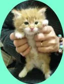 メインクーン【岐阜県・男の子・2016年2月17日・レッドタビー&ホワイト】の写真5「こんなに大きくなりました(笑)」