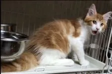 メインクーン【岐阜県・男の子・2020年4月16日・レッドタビー&ホワイト】の写真5「背中は綺麗なレッドが多め❣️」