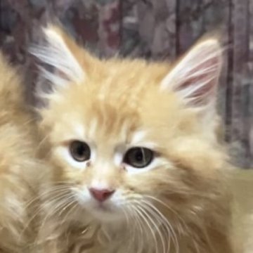 メインクーン【岐阜県・男の子・2025年4月15日・レッドタビー】の写真「大型猫❣️可愛い茶虎君❣️コロコロ三兄弟❣️」
