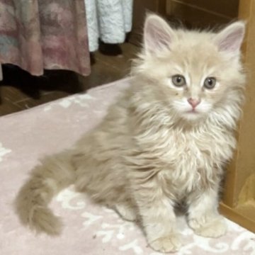 メインクーン【岐阜県・女の子・2025年3月21日・クリームタビー】の写真「大型猫❣️レアカラーの可愛い姫🩷」