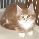 メインクーン
