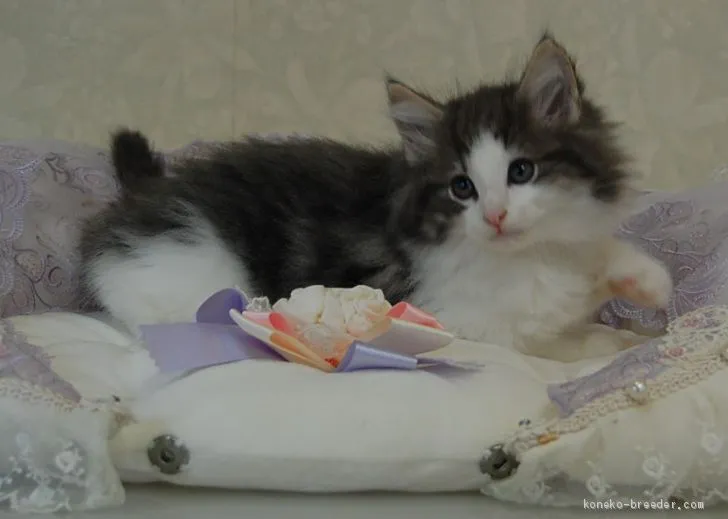 ID：2011-00645の子猫