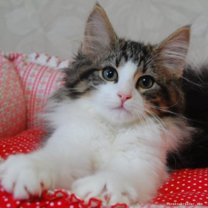 N.K 様のお迎えした子猫