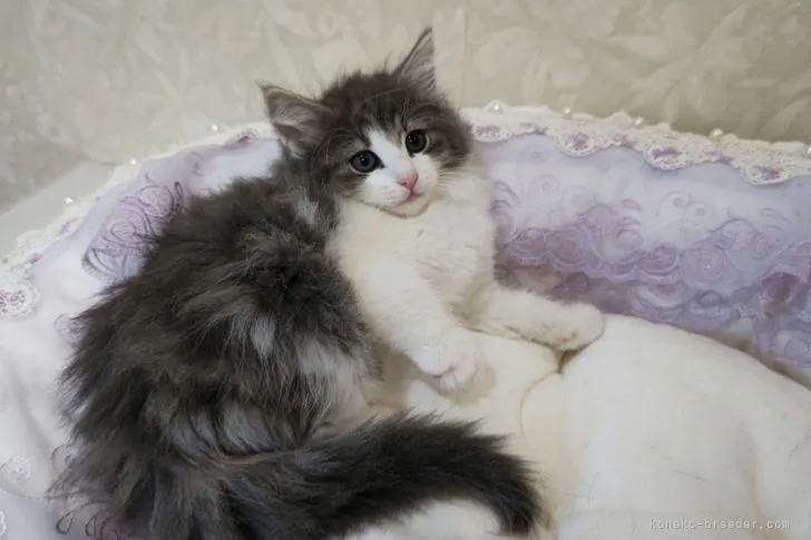 hiro 様のお迎えした子猫