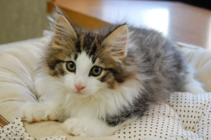 ID:1904-02038の子猫