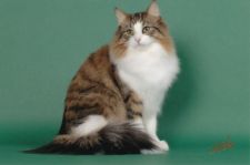 ノルウェージャンフォレストキャット【・男の子・2018年1月27日・ブラウンマッカレルタビー&ホワイト】