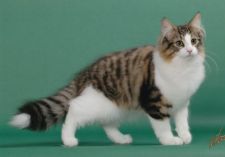 ノルウェージャンフォレストキャット【・男の子・2018年1月27日・ブラウンマッカレルタビー&ホワイト】「5か月の時、キャットショー会場にて撮影。、、、、、、、、、、、、、、、、、、、、、００００」