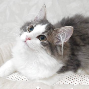 ノルウェージャンフォレストキャット【千葉県・女の子・2025年5月5日・ブルーマッカレルタビー&ホワイト】の写真「とっても綺麗なお顔！元気な甘えん坊さんです。」