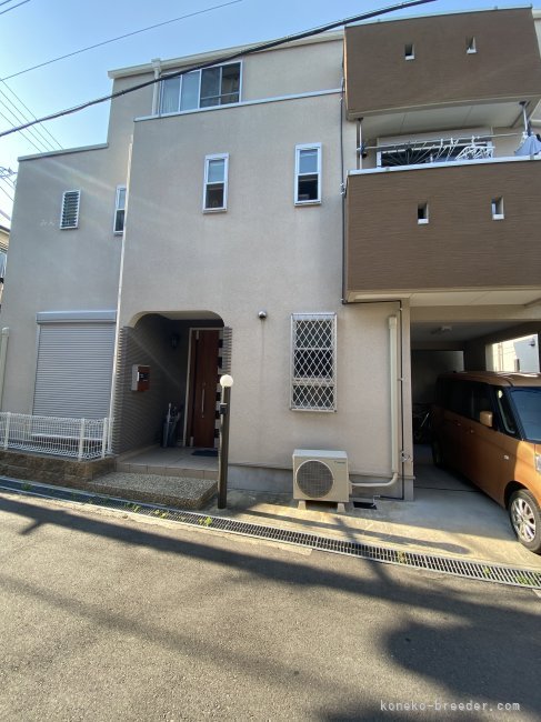 橋本　昌憲(はしもと　まさのり)ブリーダー(兵庫県・スコティッシュフォールドなど・TICA/NAG登録)の紹介写真3