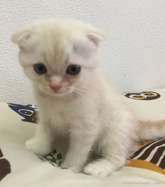 ID：1608-00314の子猫