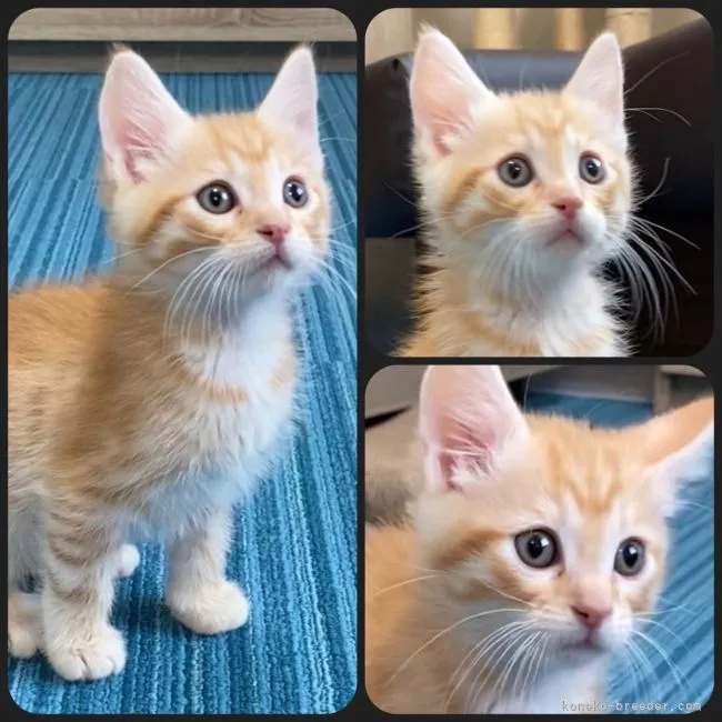 ID:2202-00768の子猫