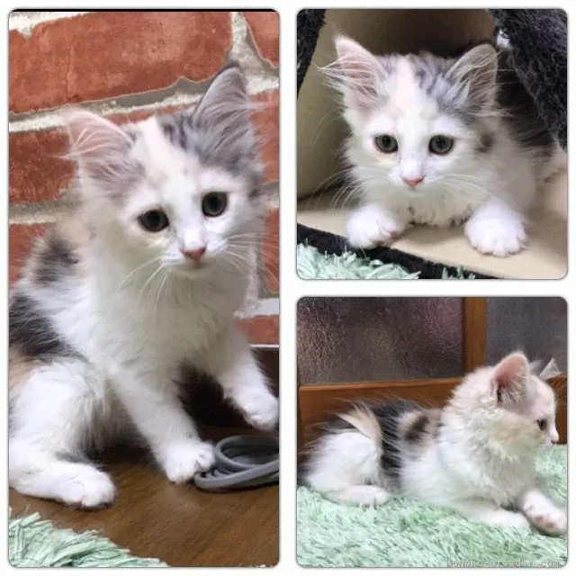 ID:1706-01234の子猫