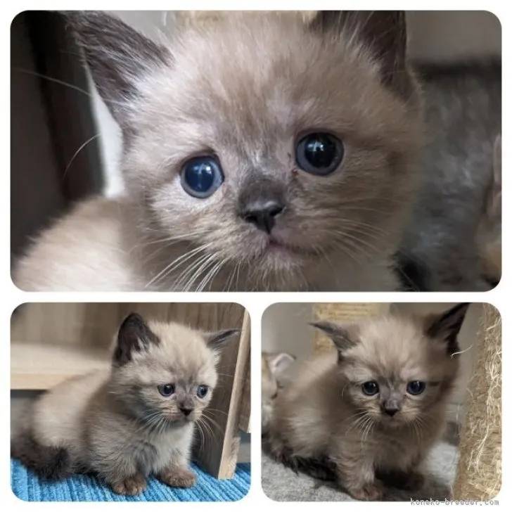 ID:2312-00918の子猫